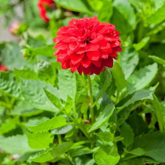 Rode Dahlia - Bakker