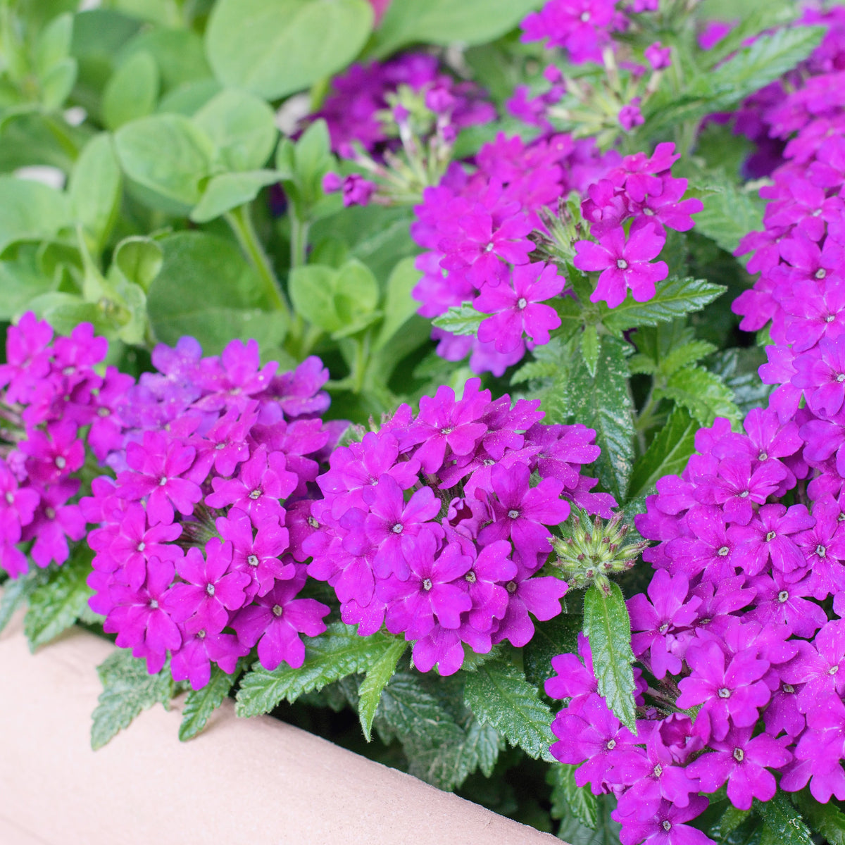 Paarse hangende verbena - Ijzerhard - Verbena purple - Bakker
