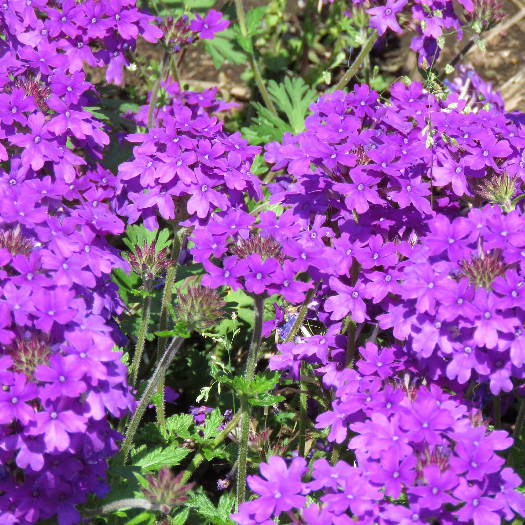 Paarse hangende verbena - Ijzerhard - Verbena pendula purple