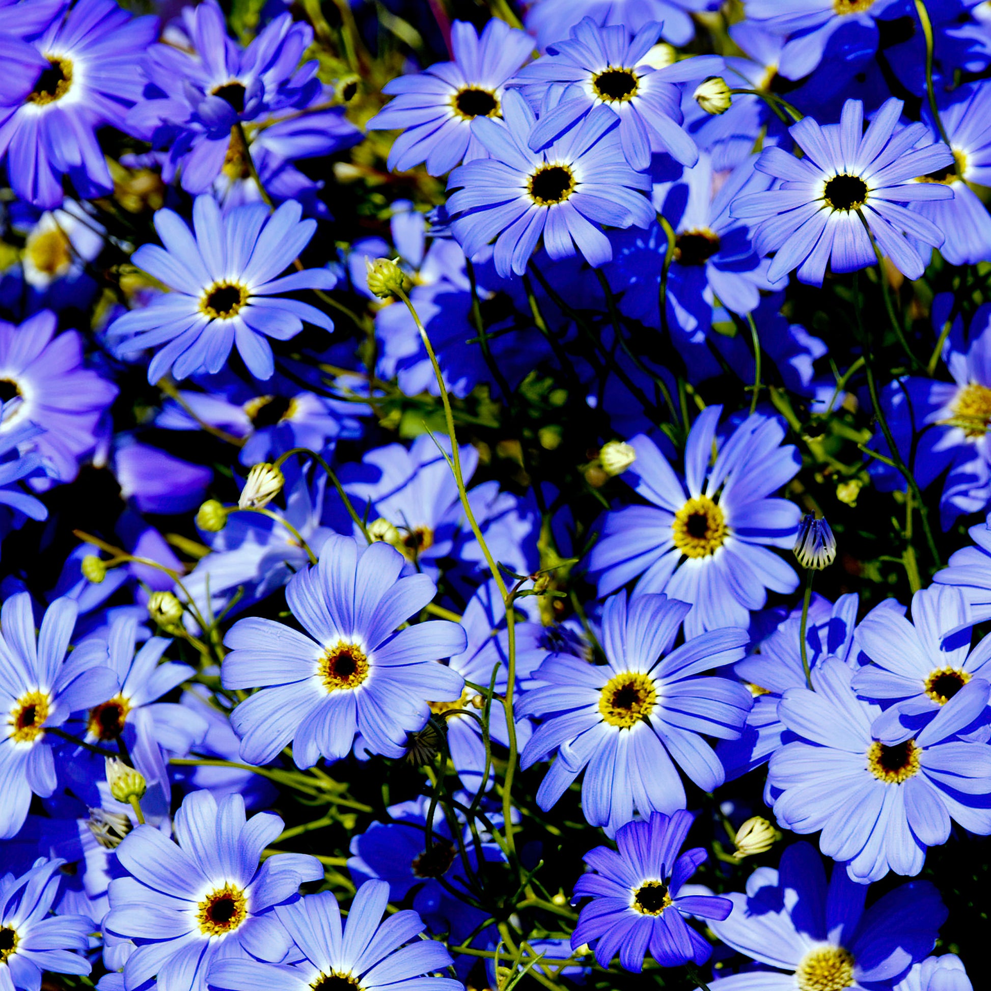 Brachycoma's - Brachyscome - Bakker