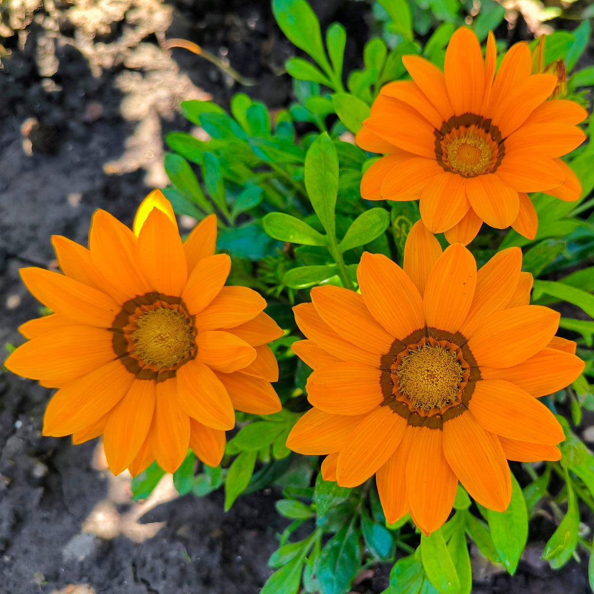 Oranje Middaggoud - Bakker