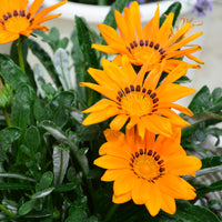 Oranje Middaggoud - Gazania orange - Bakker