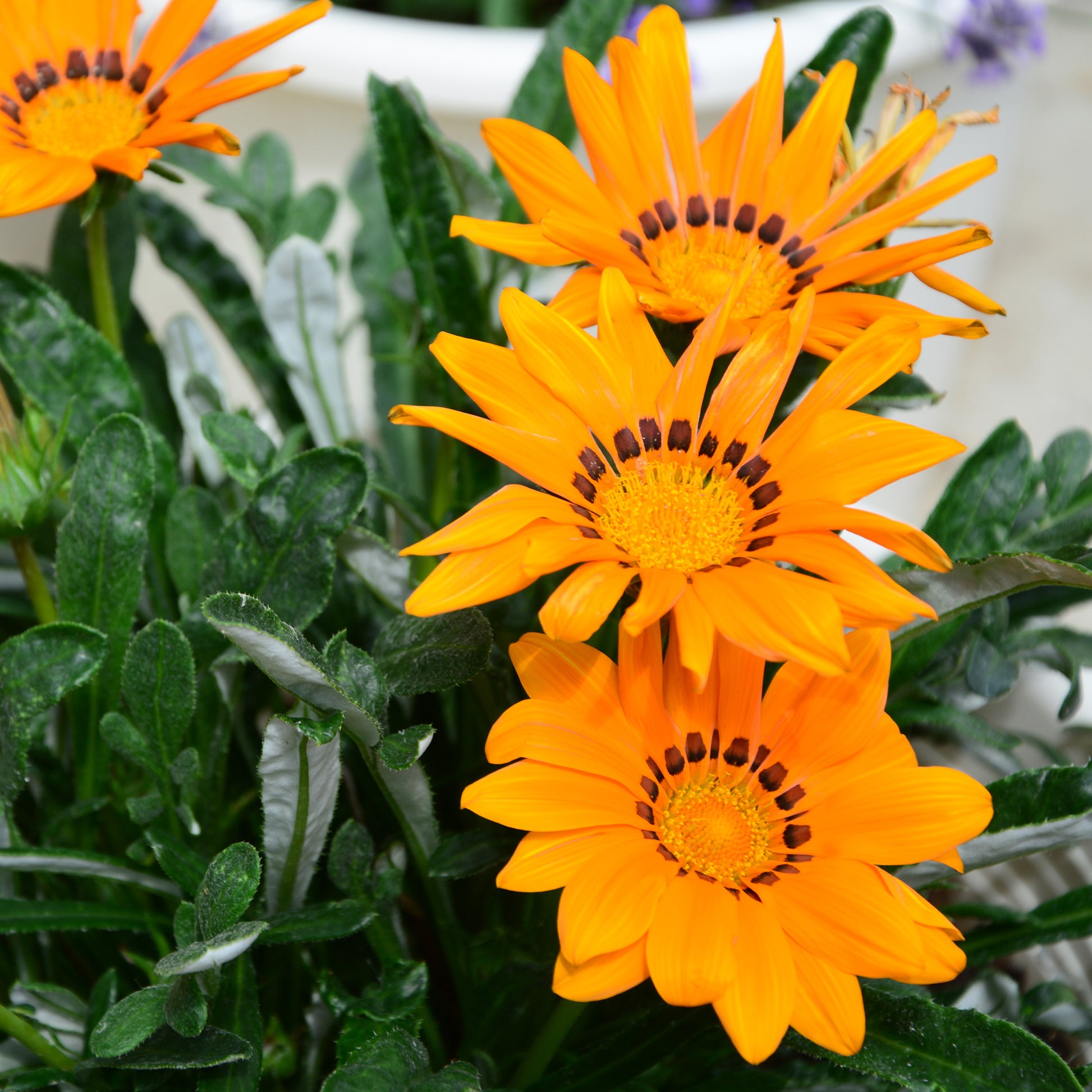 Oranje Middaggoud - Gazania orange - Bakker