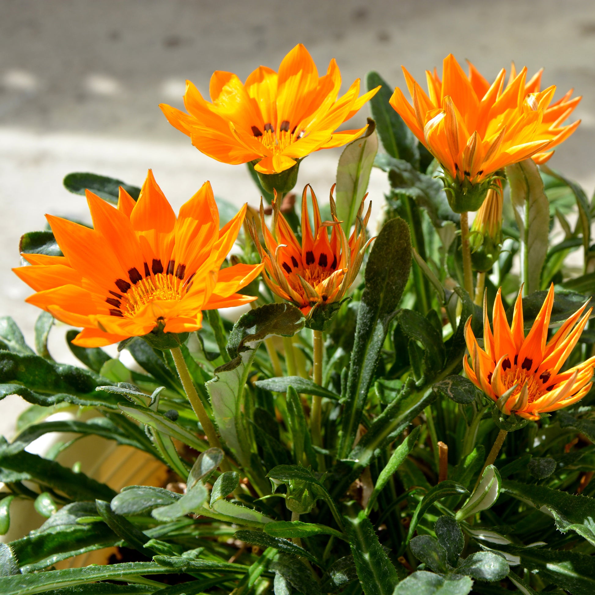 Gazania orange - Oranje Middaggoud - Balkon- en terrasbloemen