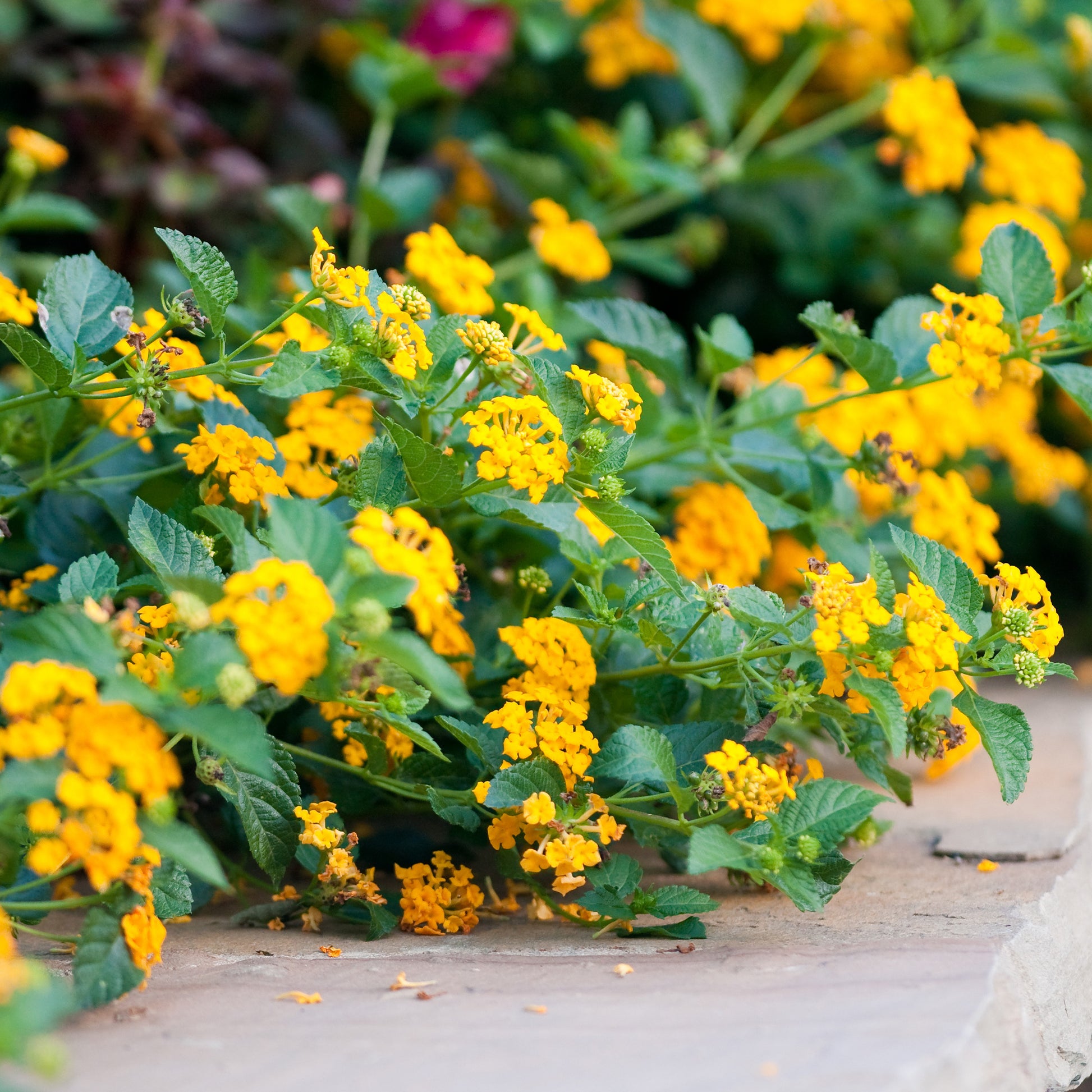 Gele Lantana - Wisselbloem - Bakker