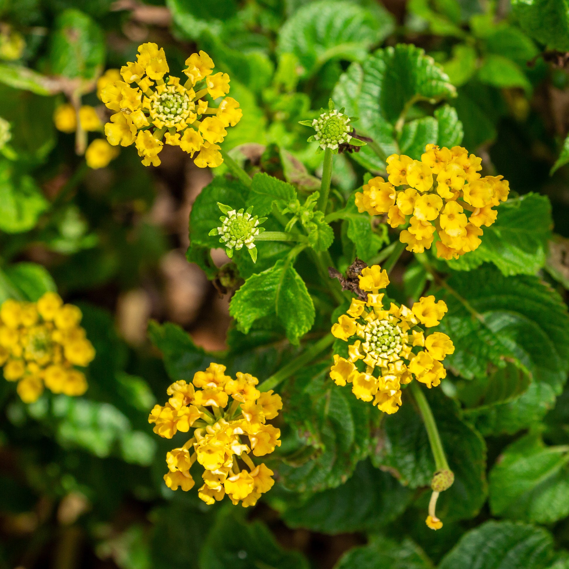 Gele Lantana - Wisselbloem - Lantana yellow - Bakker