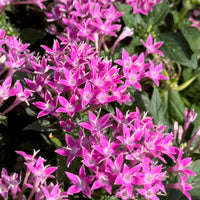 Roze  Pentas - Egyptische sterbloem - Pentas rose - Bakker