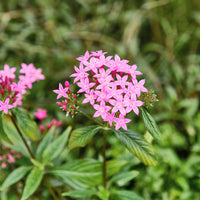 Balkon- en terrasbloemen - Roze  Pentas - Egyptische sterbloem - Pentas rose