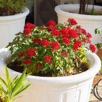 Rode Pentas - Egyptische sterbloem - Pentas red - Bakker