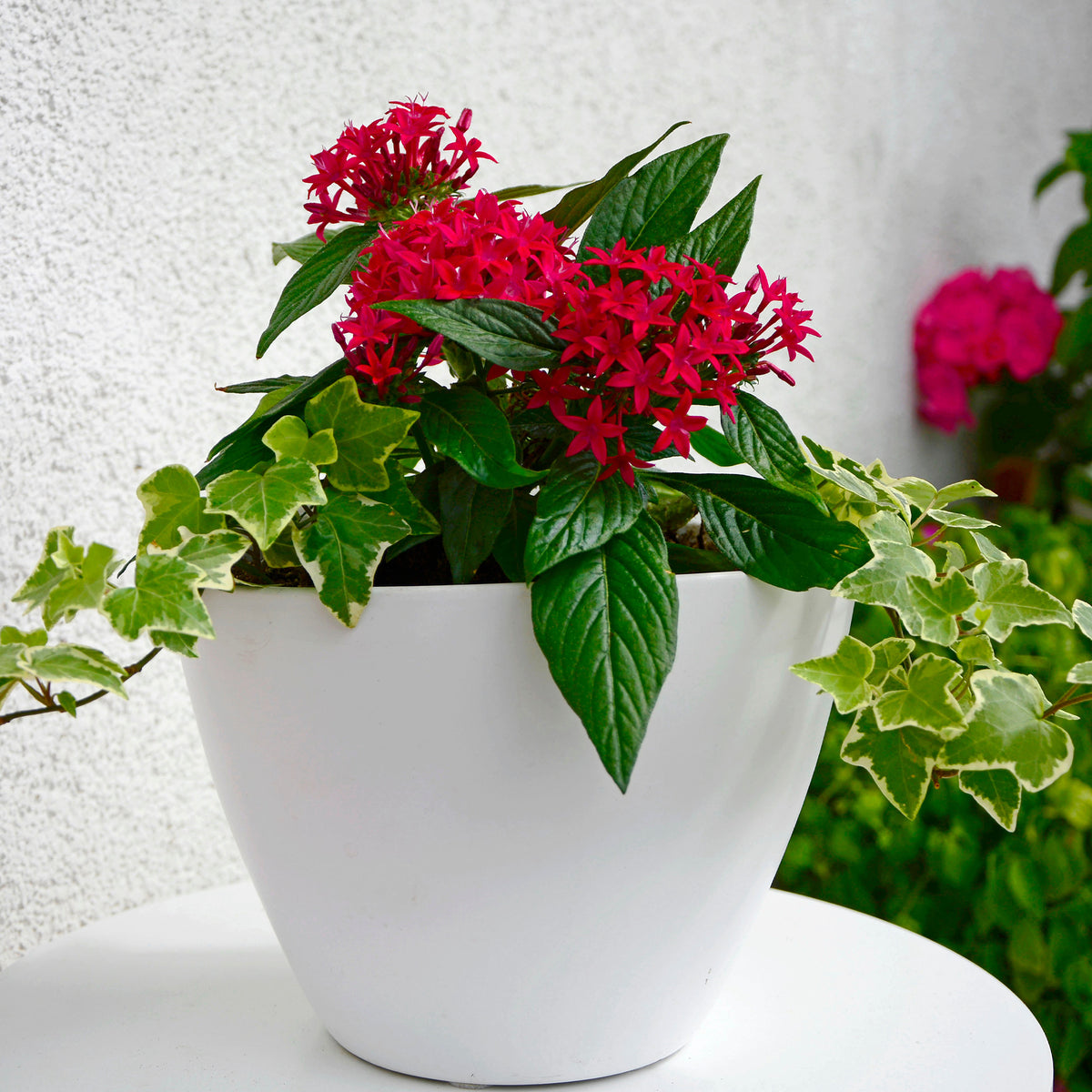 Rode Pentas - Egyptische sterbloem - Bakker