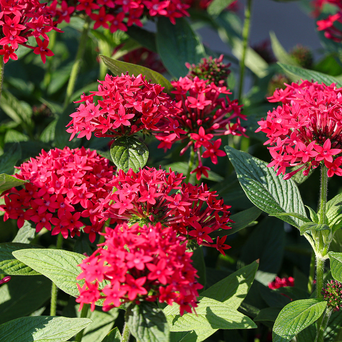 Pentas red - Rode Pentas - Egyptische sterbloem - Balkon- en terrasbloemen