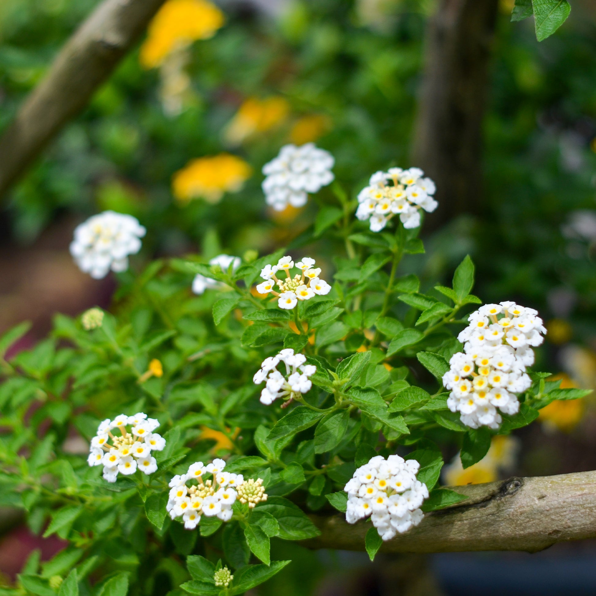 Lantana white - Witte Lantana - Wisselbloem - Balkon- en terrasbloemen