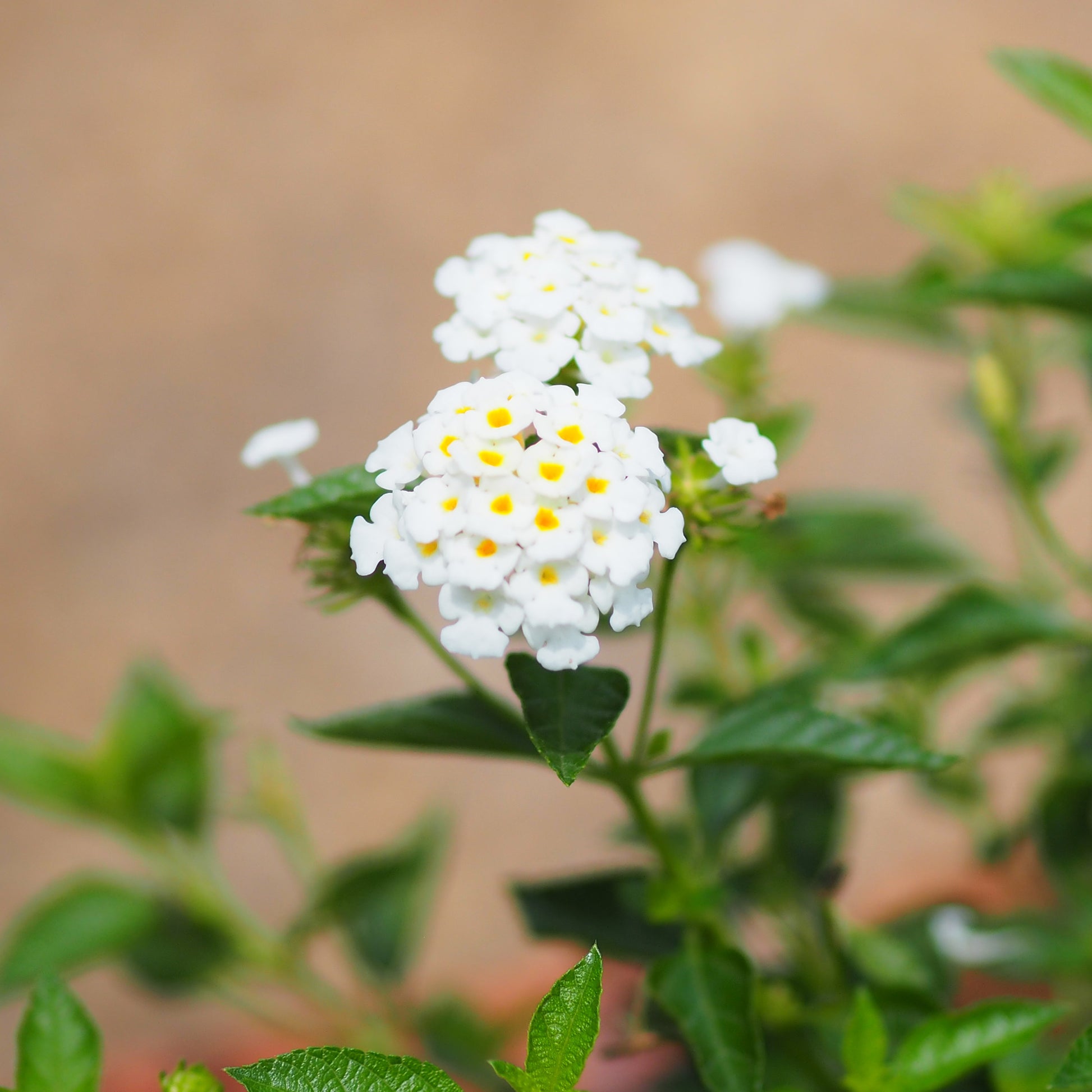 Witte Lantana - Wisselbloem - Lantana white - Bakker