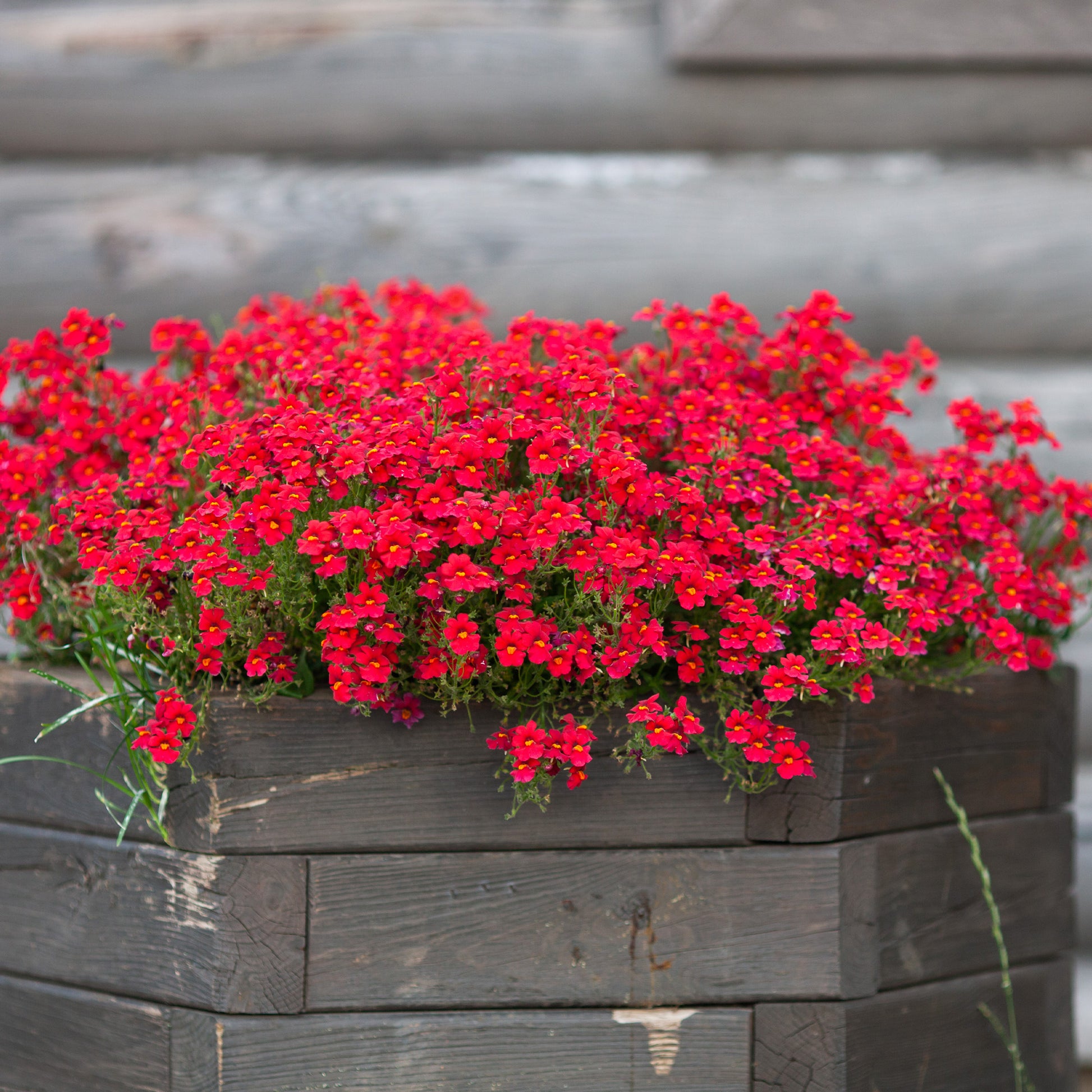 Rode Nemesia - Nemesia red - Bakker