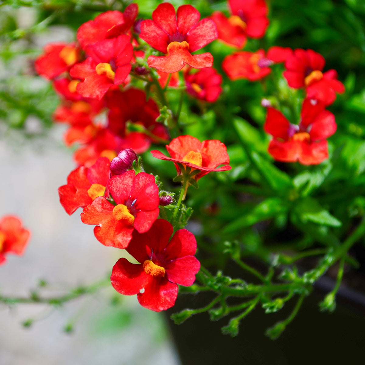 Rode Nemesia - Bakker