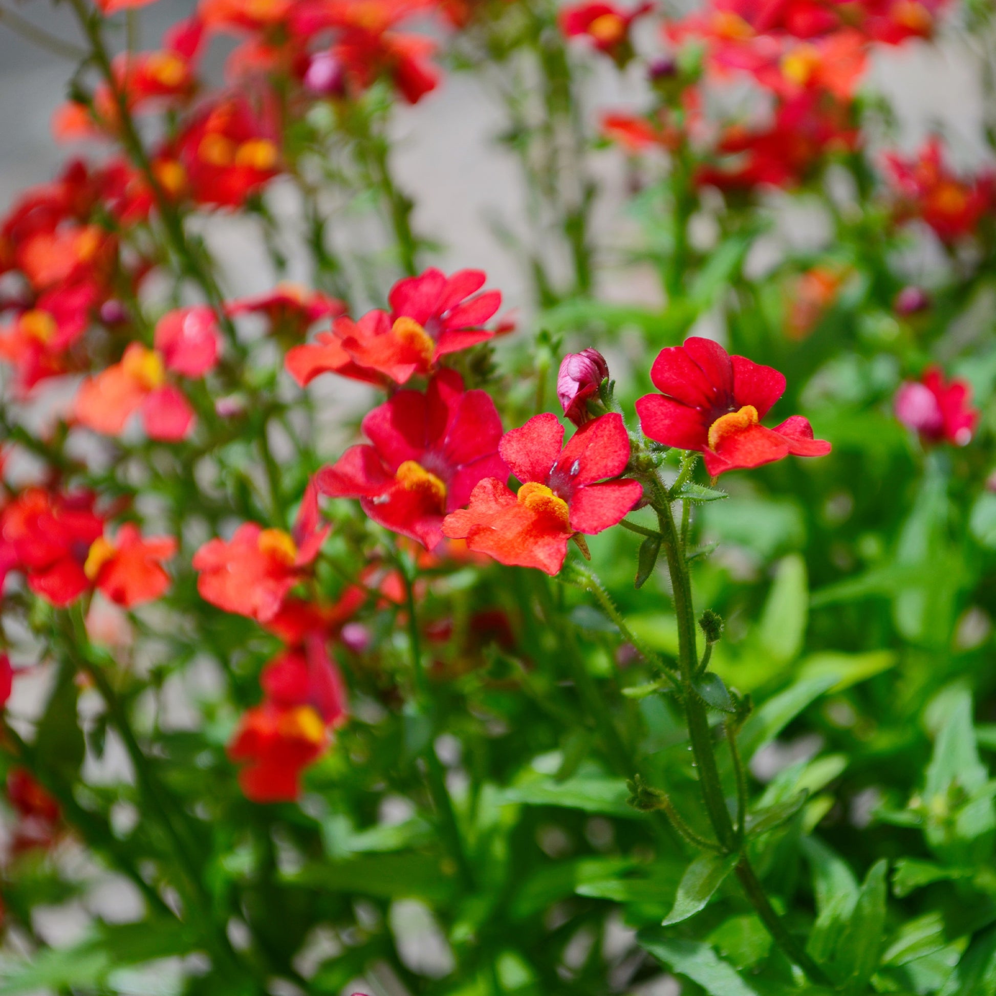 Nemesia red - Rode Nemesia - Balkon- en terrasbloemen