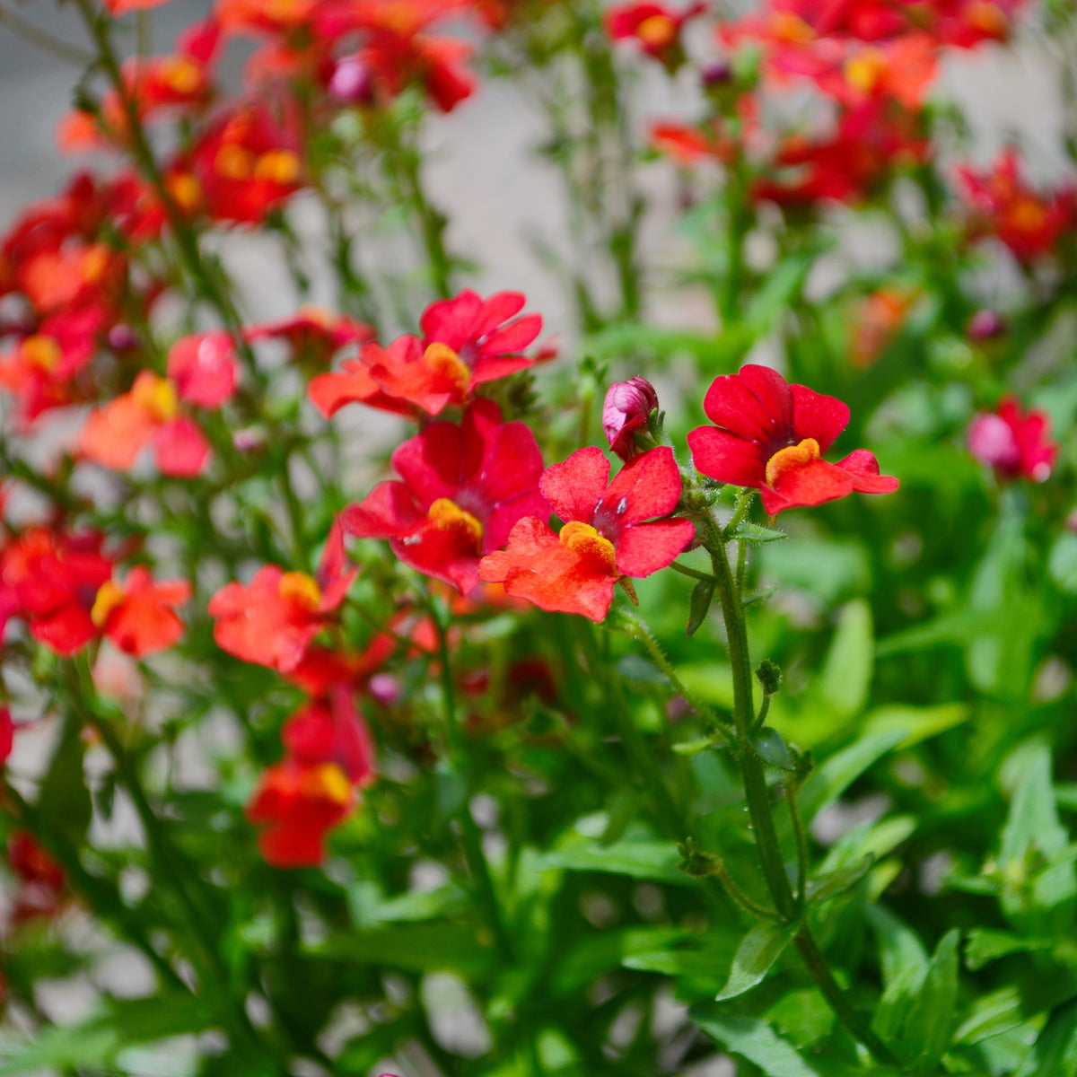 Nemesia red - Rode Nemesia - Balkon- en terrasbloemen