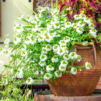 Wit waaierbloem - Scaevola  blanc - Bakker