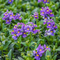 Blauwe Nemesia - Nemesia  blue - Bakker