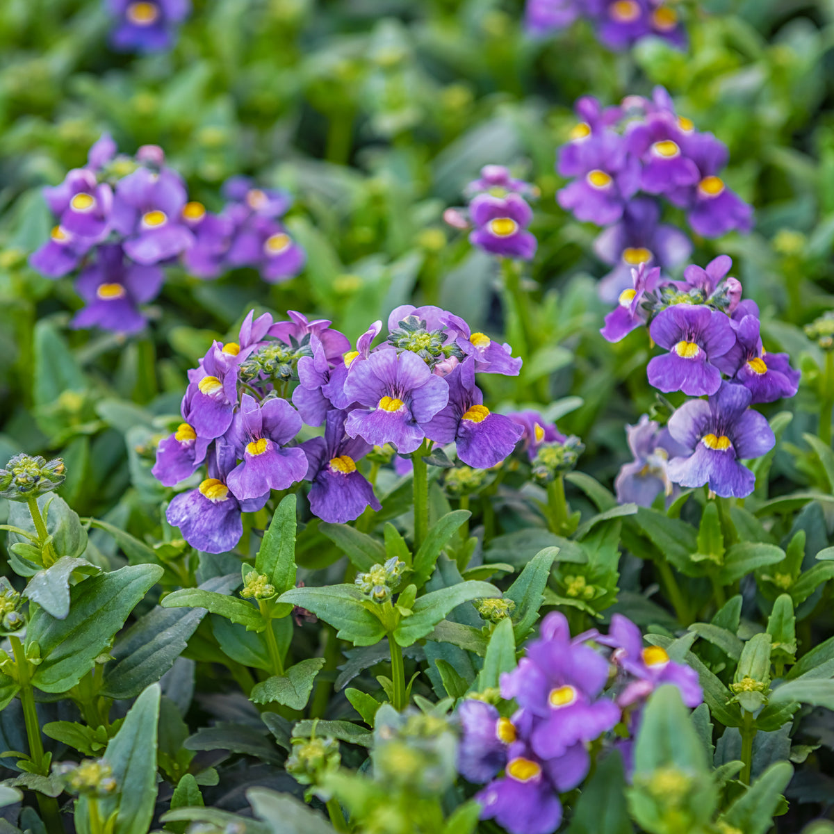 Blauwe Nemesia - Nemesia  blue - Bakker