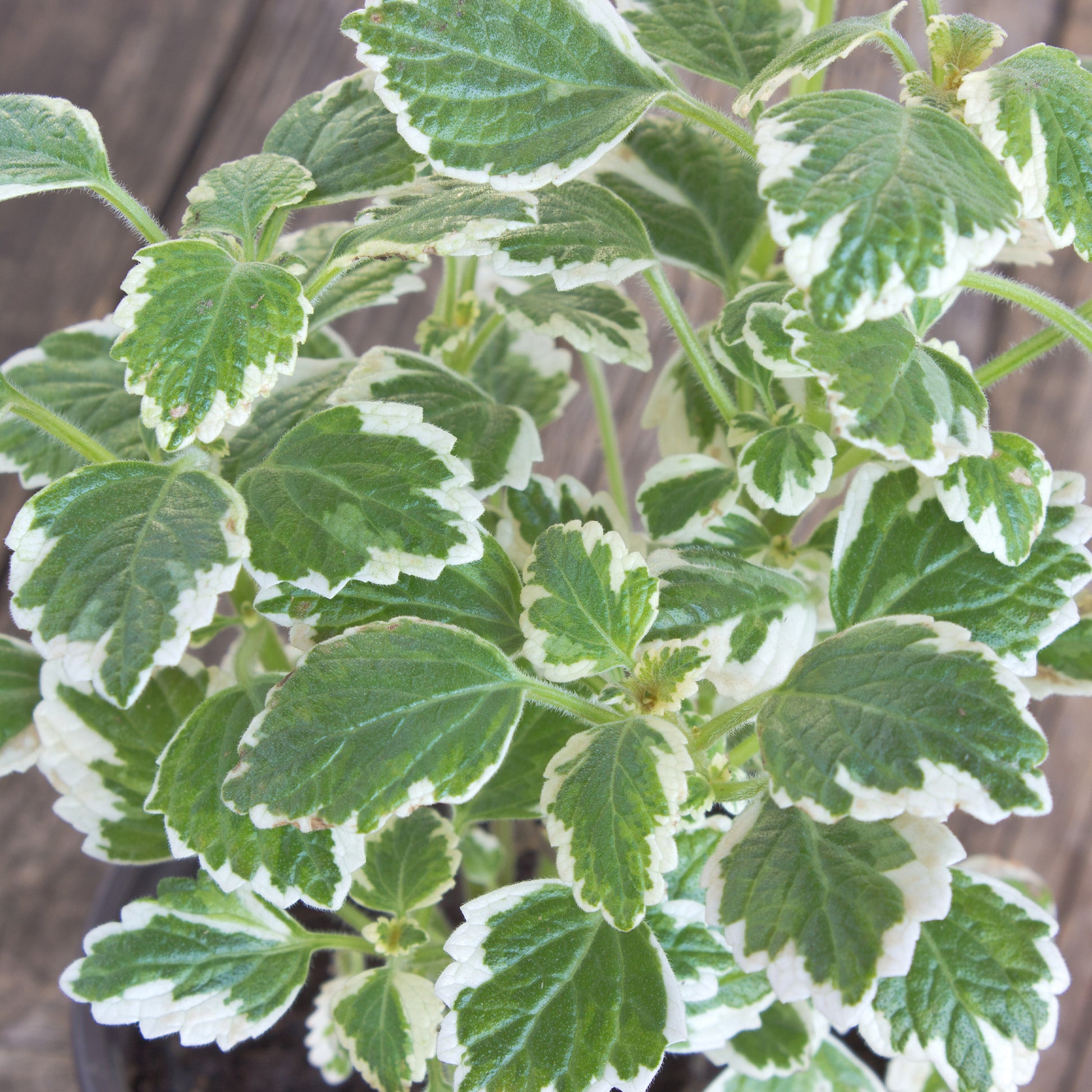 Plectranthus groen-wit - Plectranthus bicolore green and white - Bakker