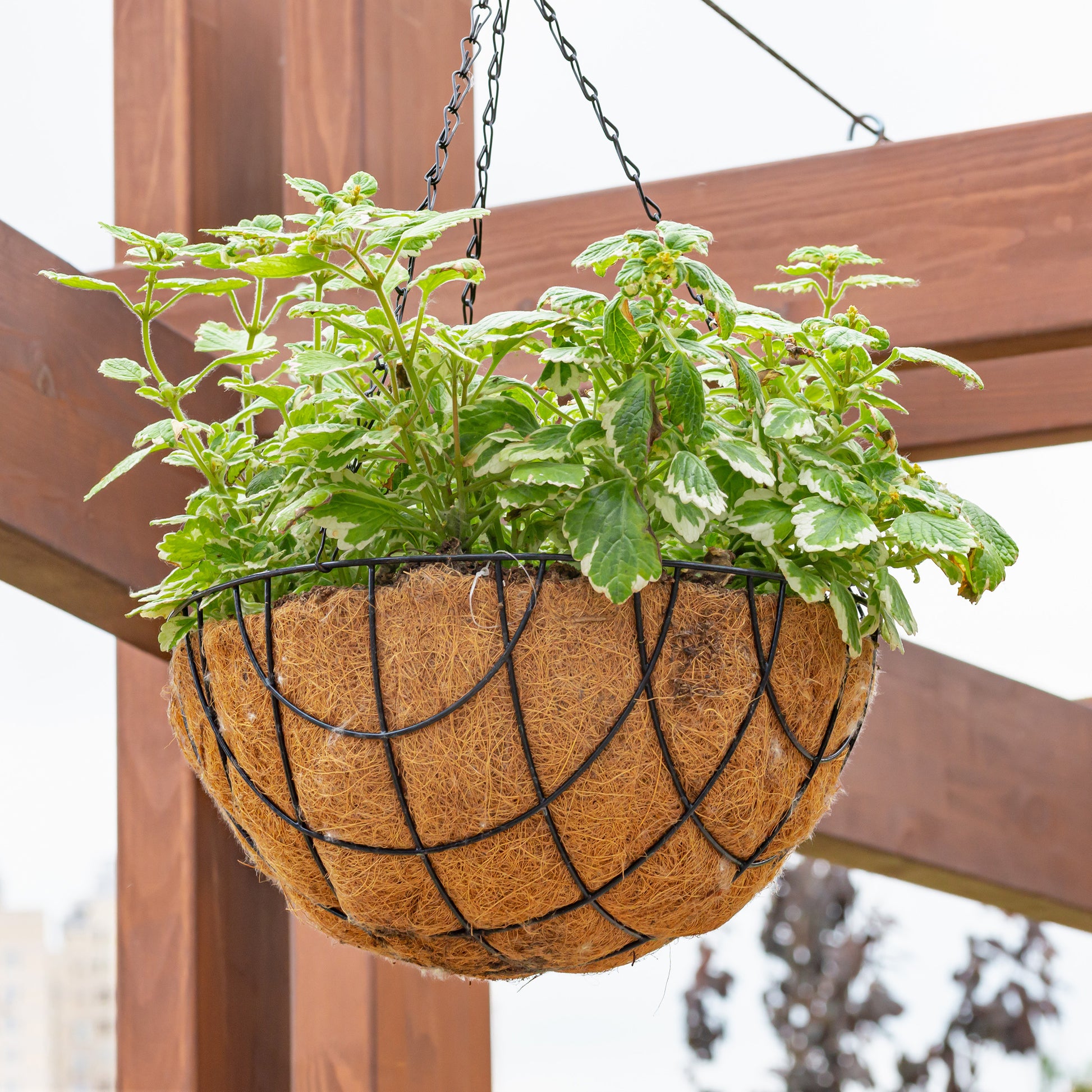 Plectranthus bicolore green and white - Plectranthus groen-wit - Balkon- en terrasbloemen