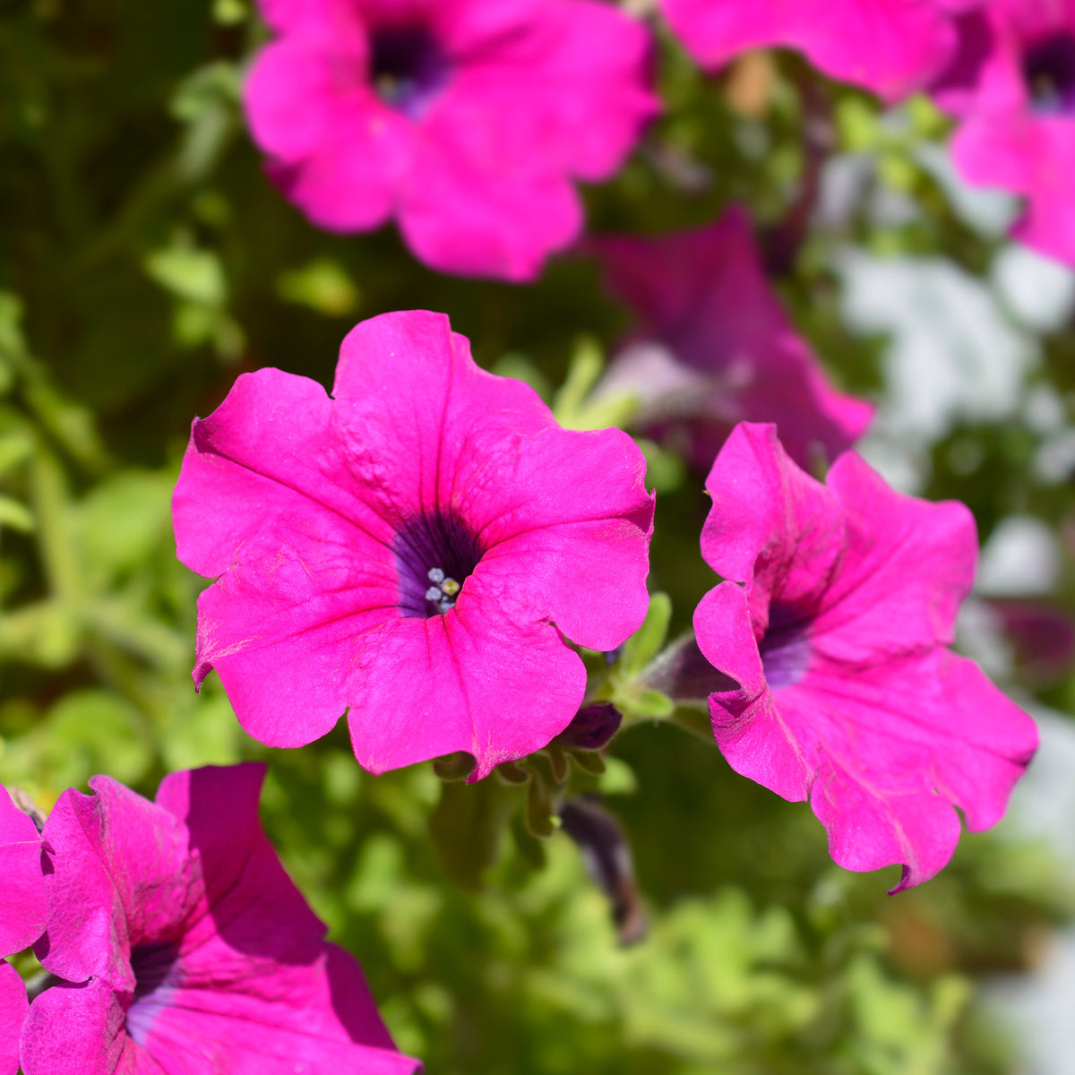 Roze hangpetunia - Surfinia pink - Bakker