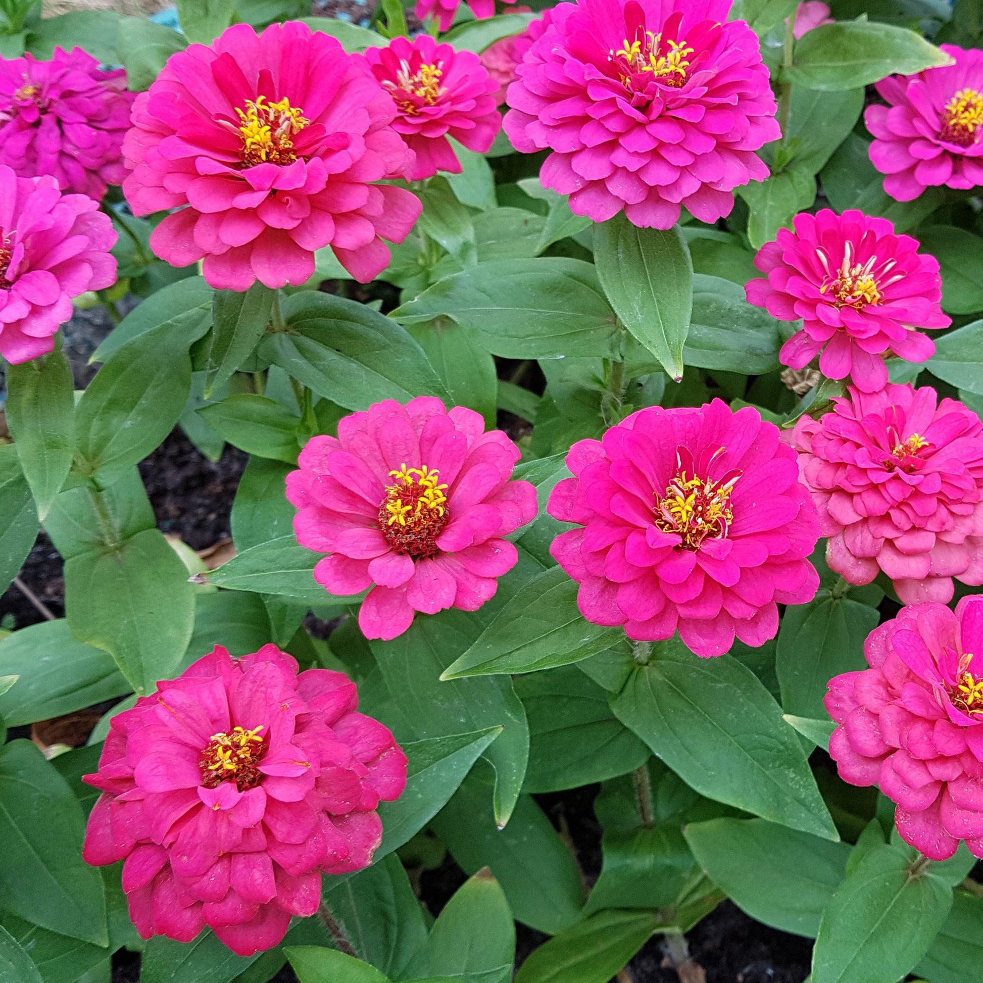 Roze Zinnia - Zinnia pink - Bakker