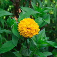 Gele Zinnia - Zinnia yellow - Bakker