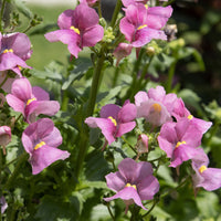 Roze Nemesia - Nemesia pink - Bakker