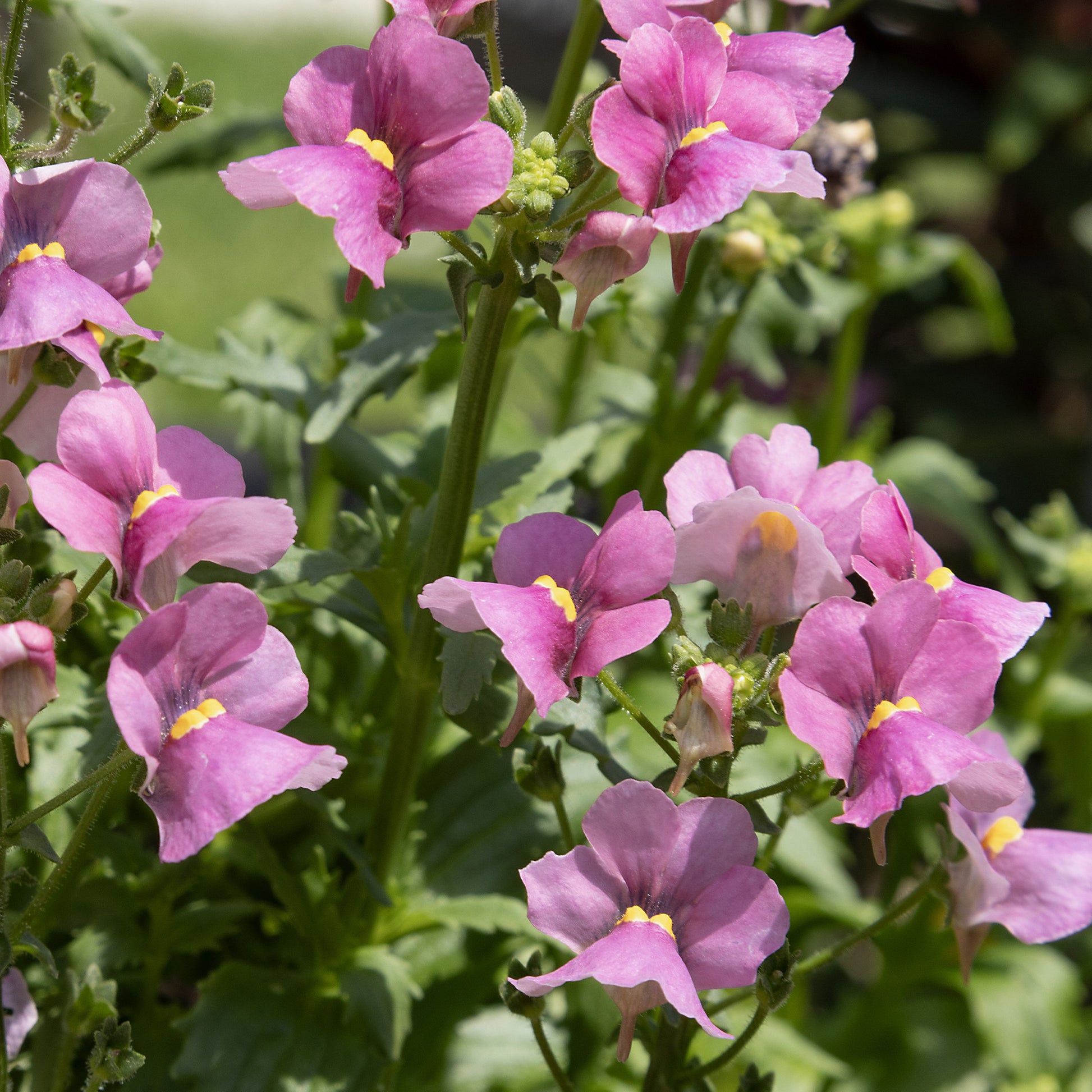 Roze Nemesia - Nemesia pink - Bakker