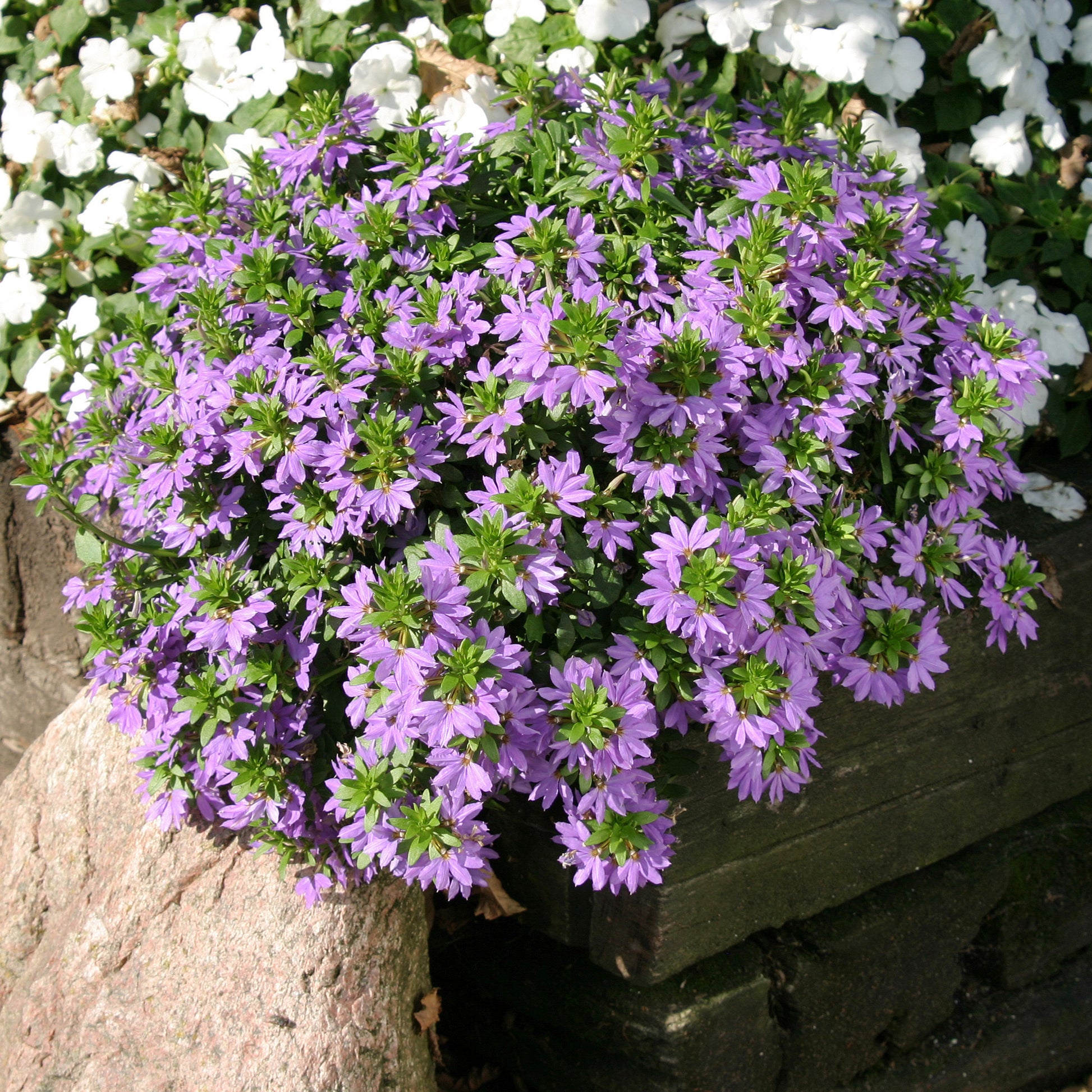Scaevola purple - Paarse waaierbloem - Balkon- en terrasbloemen
