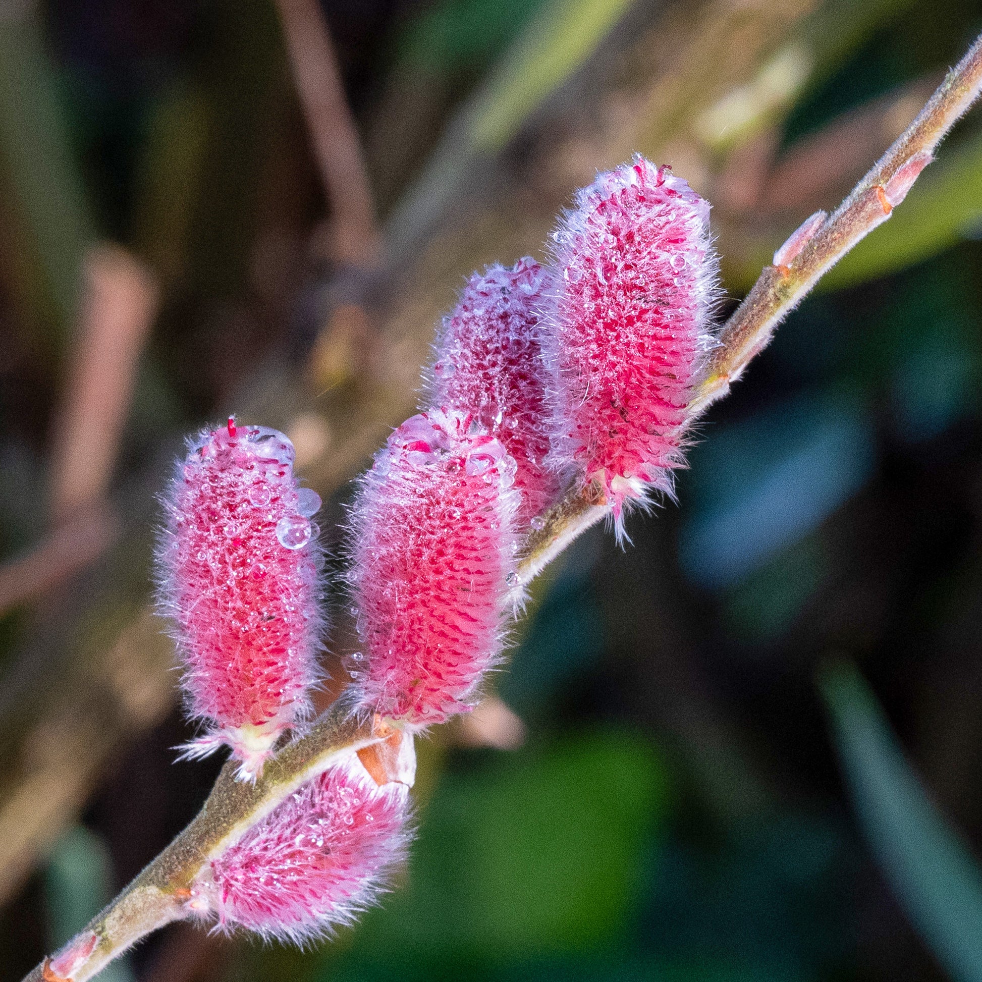 Roze Katjeswilg 'Mount Aso' op stam - Salix  gracilistyla 'mount aso' tige 40 - Bakker