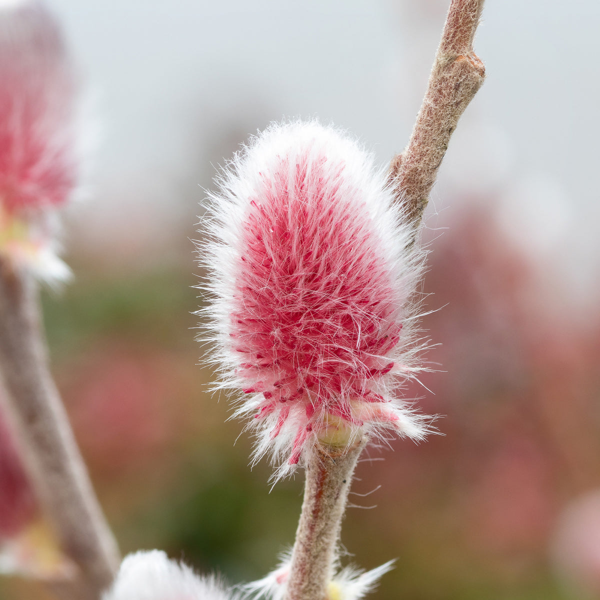 Salix  gracilistyla 'mount aso' tige 40 - Roze Katjeswilg 'Mount Aso' op stam - Wilg