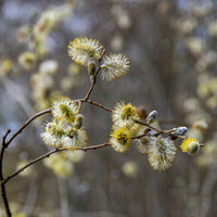  - Salix repens 'Iona' tige 40 - Bakker