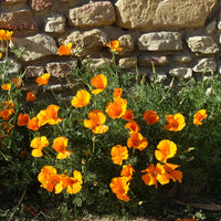 Eetbare bloemzaden - Slaapmutsje 'Aurantiaca' - Eschscholzia californica 'Aurantiaca'