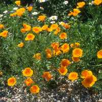 Slaapmutsje 'Aurantiaca' - Eschscholzia californica 'Aurantiaca' - Bakker