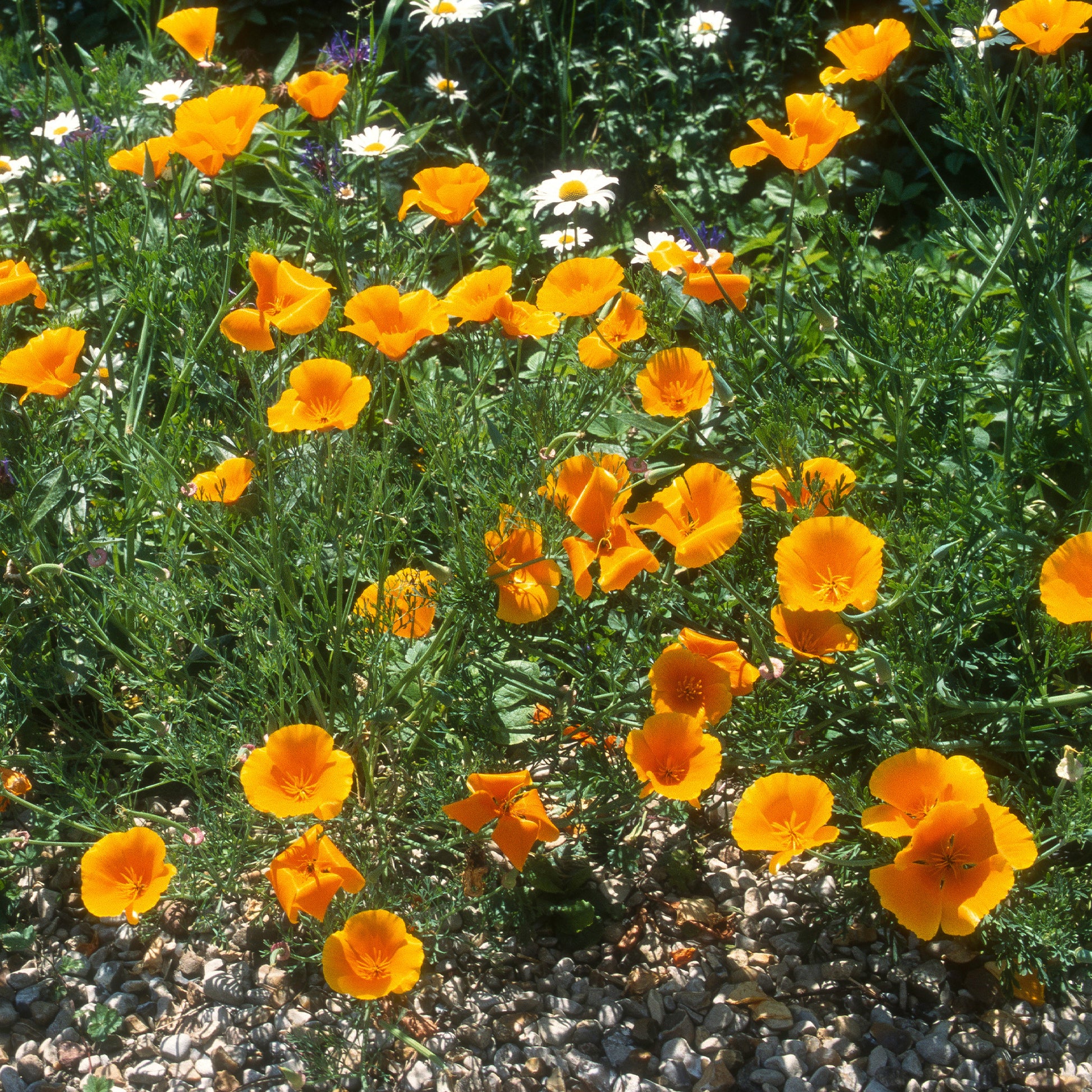 Slaapmutsje 'Aurantiaca' - Eschscholzia californica 'Aurantiaca' - Bakker