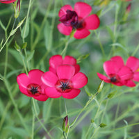 Rood Vlas 'Rubrum' - Linum grandiflorum 'Rubrum' - Bakker