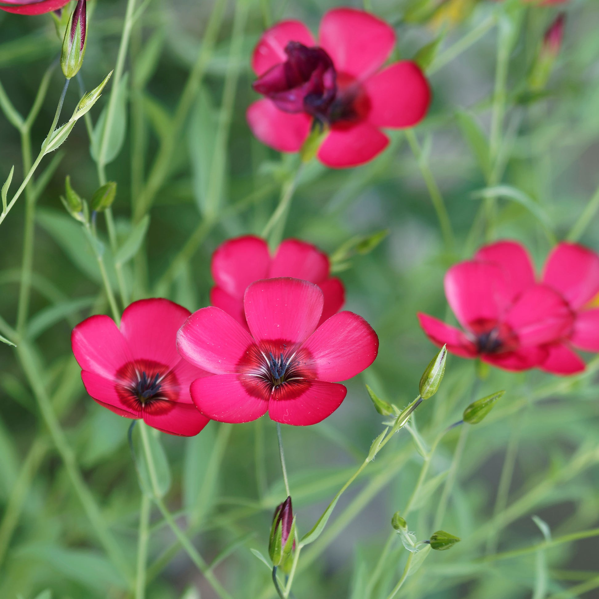 Rood Vlas 'Rubrum' - Linum grandiflorum 'Rubrum' - Bakker