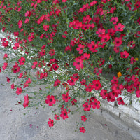 Linum grandiflorum 'Rubrum' - Rood Vlas 'Rubrum' - Eenjarige bloemzaden