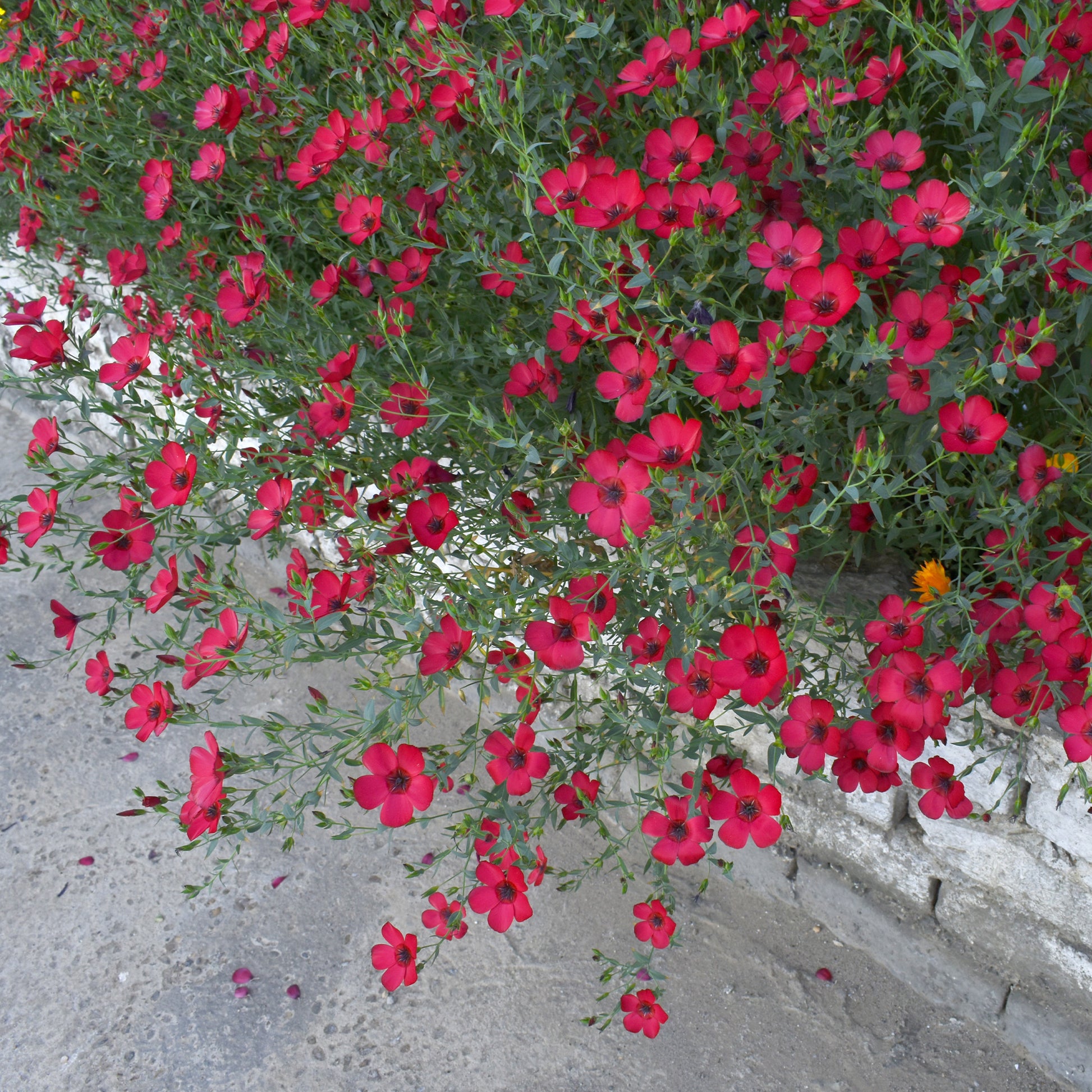 Linum grandiflorum 'Rubrum' - Rood Vlas 'Rubrum' - Eenjarige bloemzaden