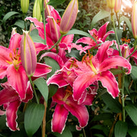 Lillium Gomera - Lelie Gomera - Lelie