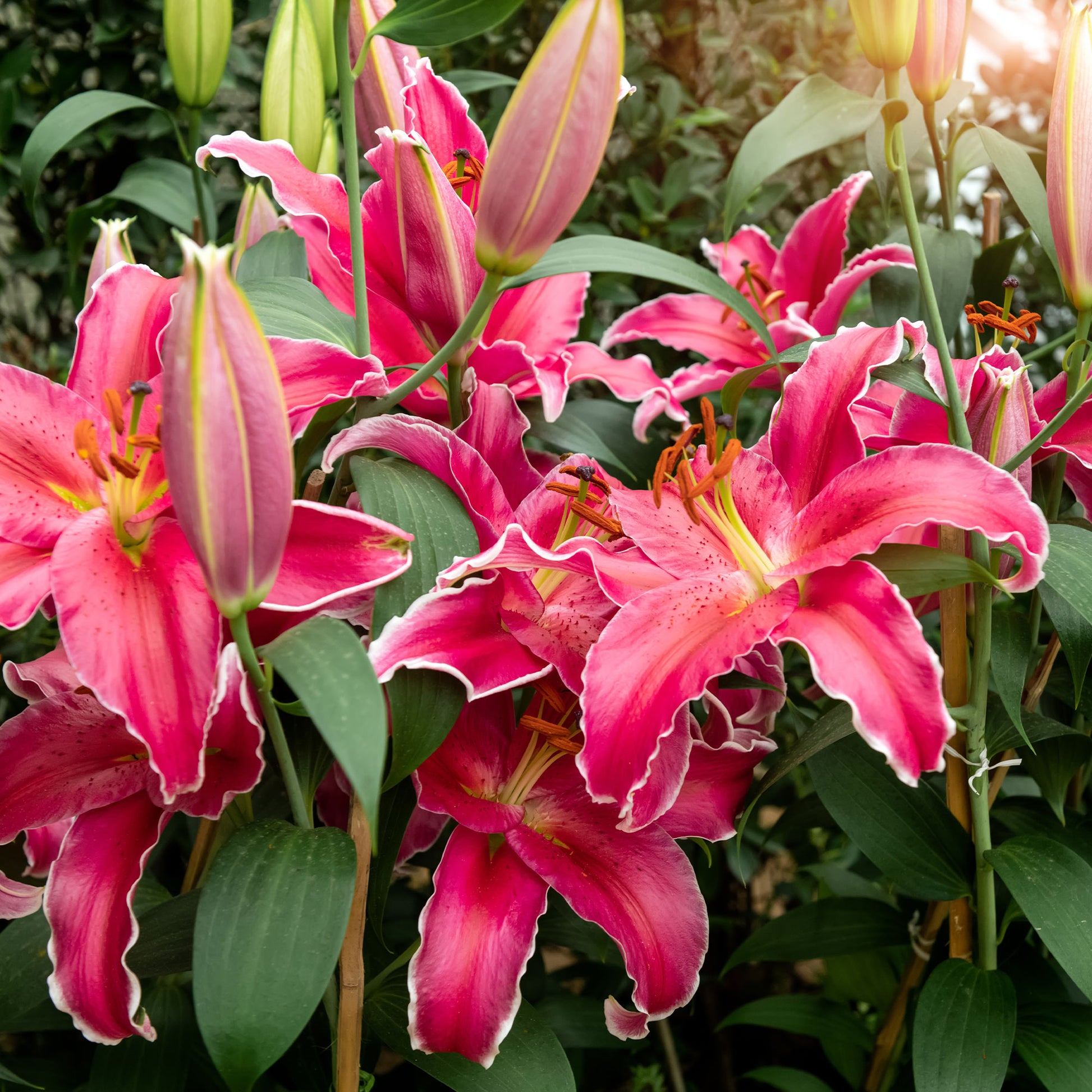 Lillium Gomera - Lelie Gomera - Lelie