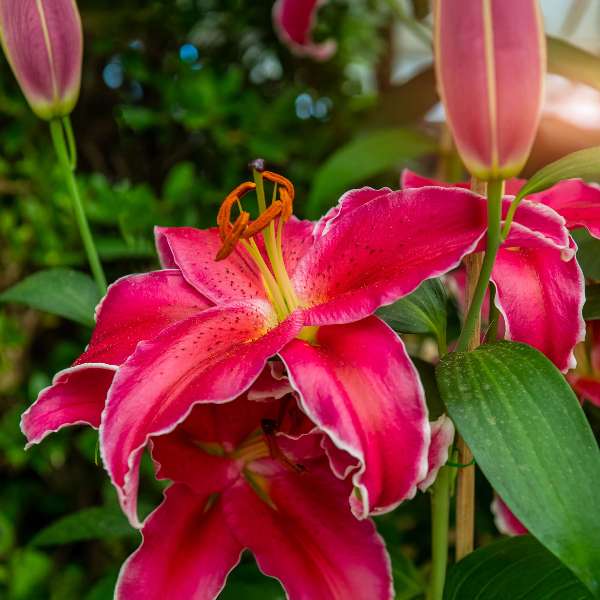 Lelie Gomera - Lillium Gomera - Bakker