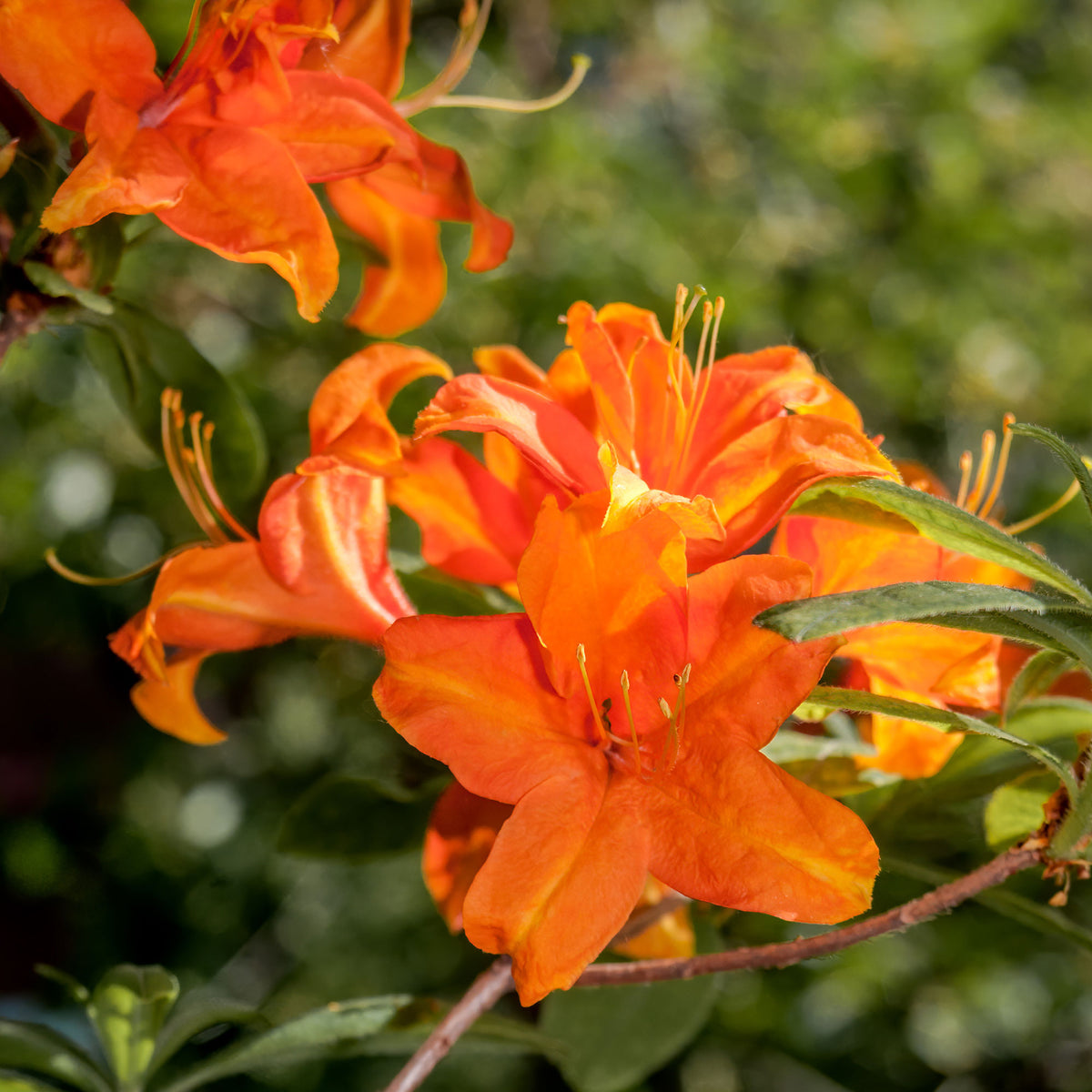 Azalea mollis 'Glowing Embers' - Bakker