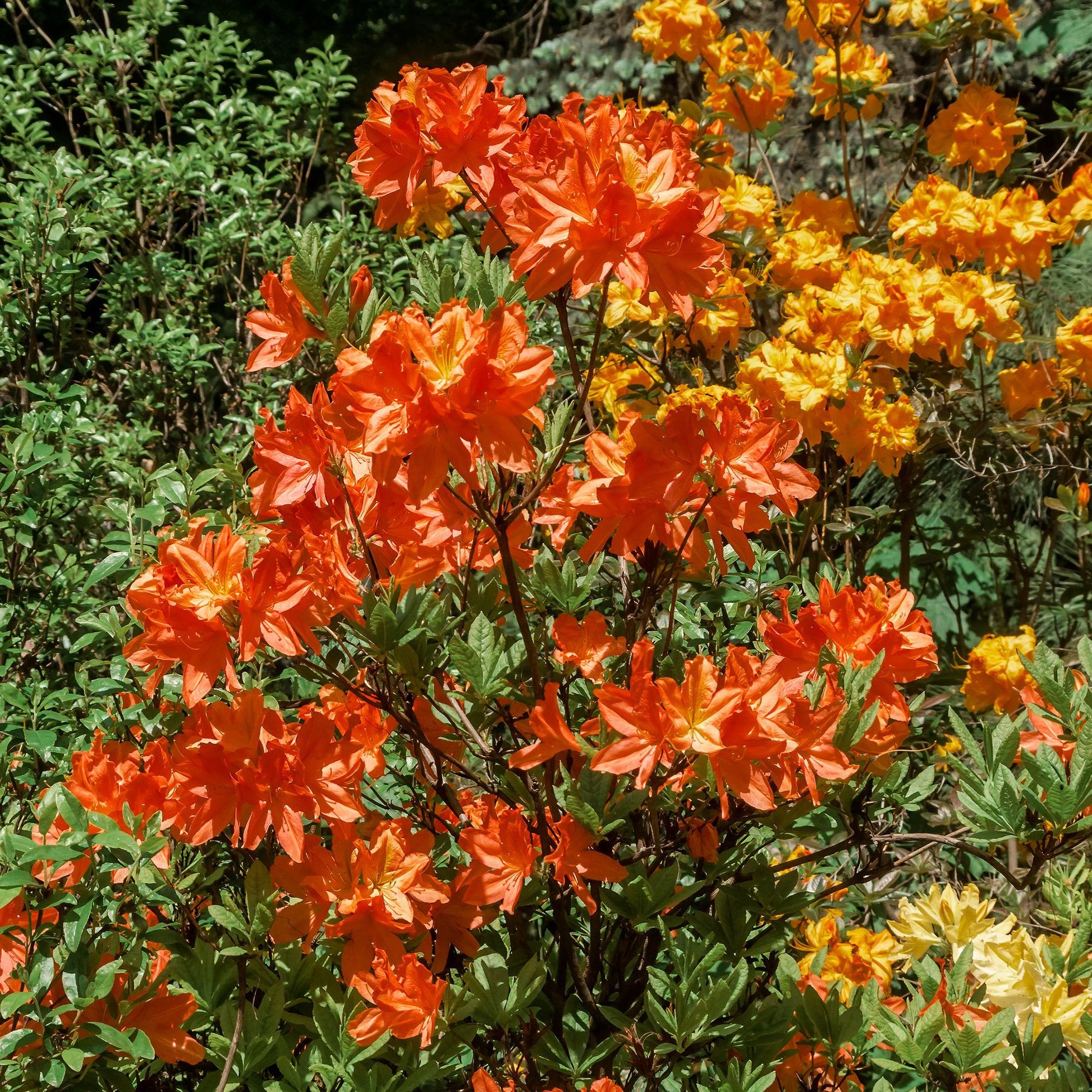 Azalea mollis 'Glowing Embers' - Rhododendron (Azalea) mollis Glowing Embers - Bakker