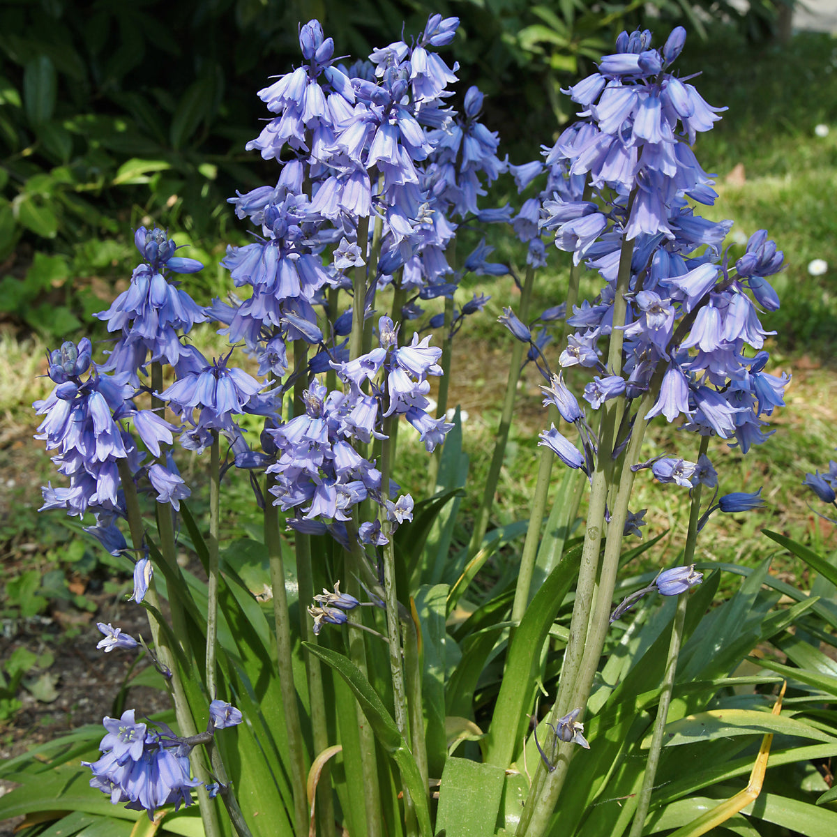 Blauwe sterhyacint - Bakker