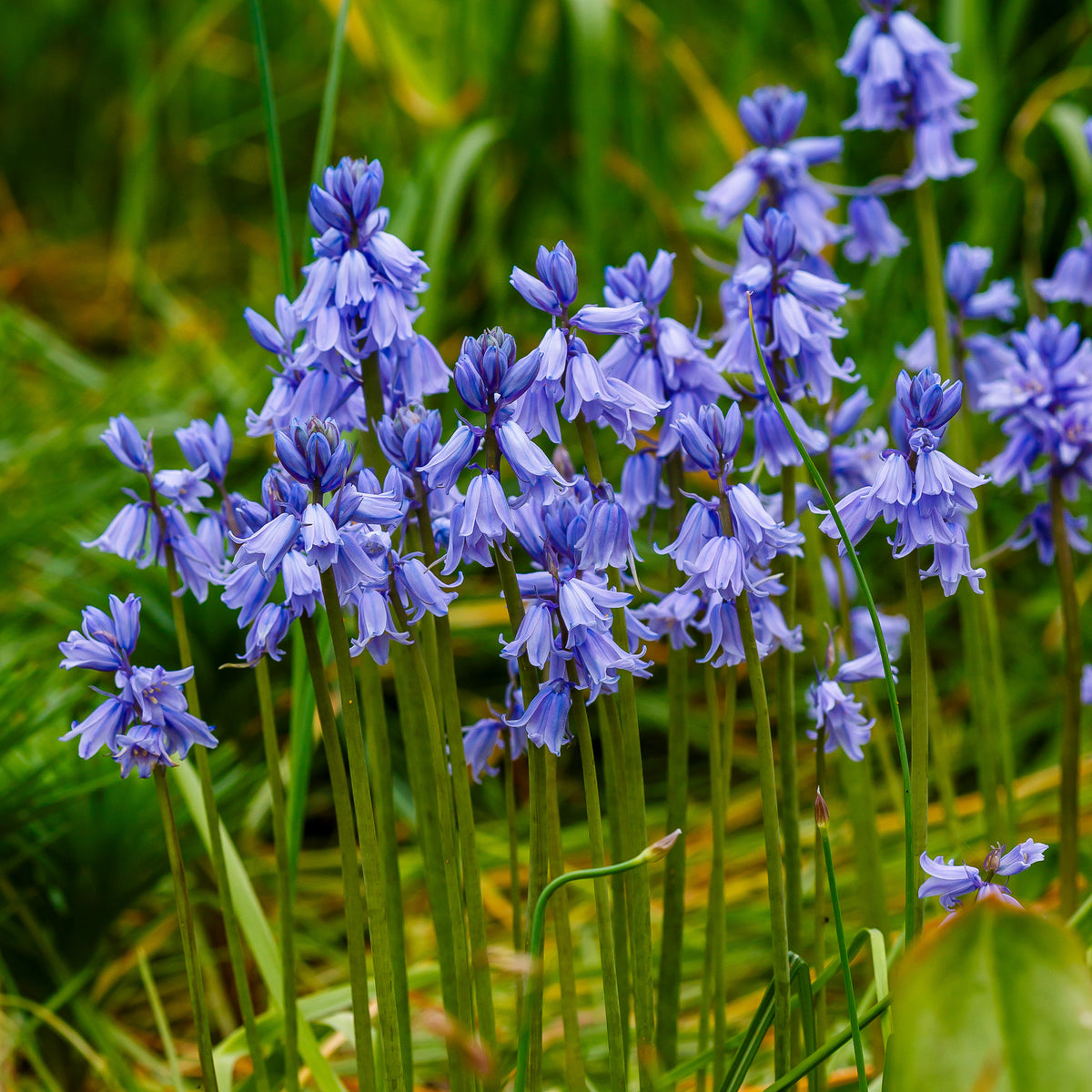 Blauwe sterhyacint - Scilla campanulata blue - Bakker