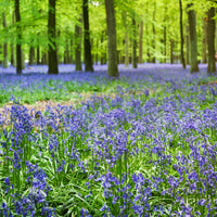 Scilla Campunulata blue - Blauwe sterhyacint - Hyacint